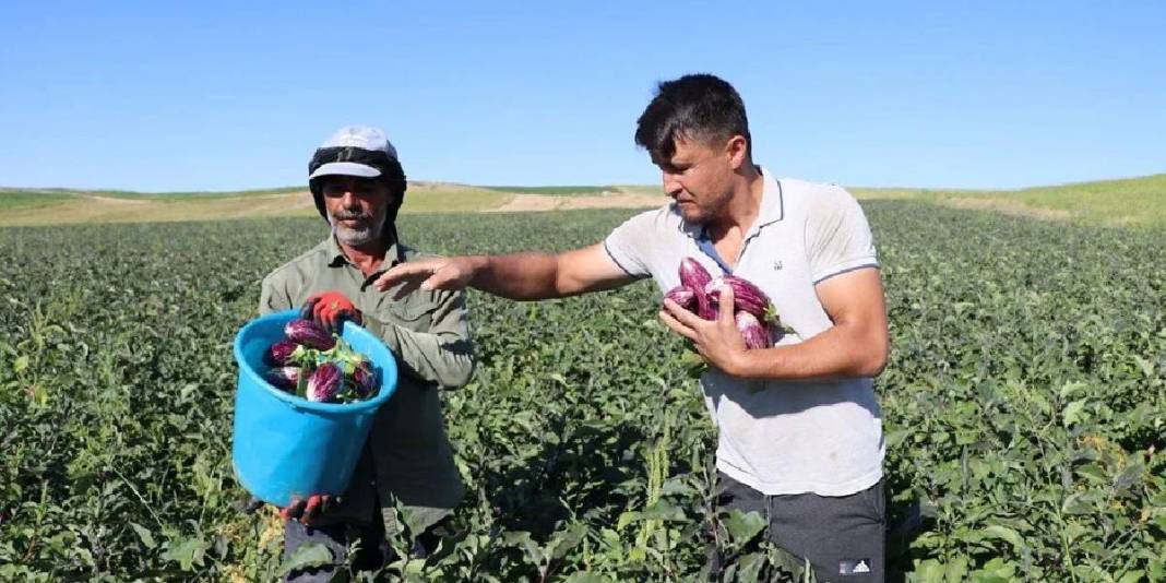 Mor-beyaz çizgisi, çekirdeksiz yapısı, coğrafi işareti… Bu tür diğerlerinden çok farklı: Oradaki herkesin geçim kaynağı 4
